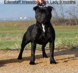 CH. Edenstaff Irresistible dark lady