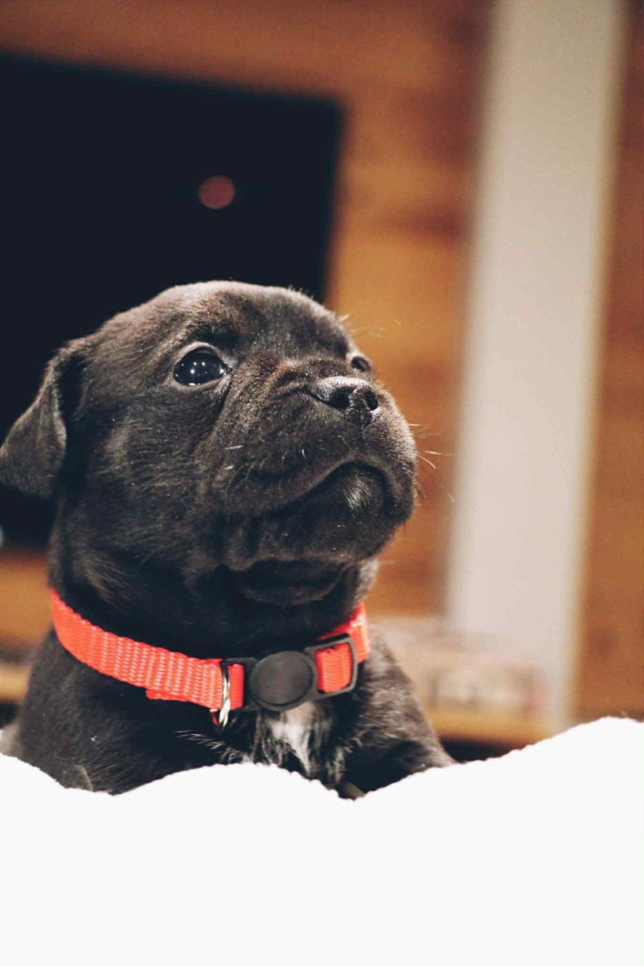 Staffimpact - Chiots disponibles - Staffordshire Bull Terrier