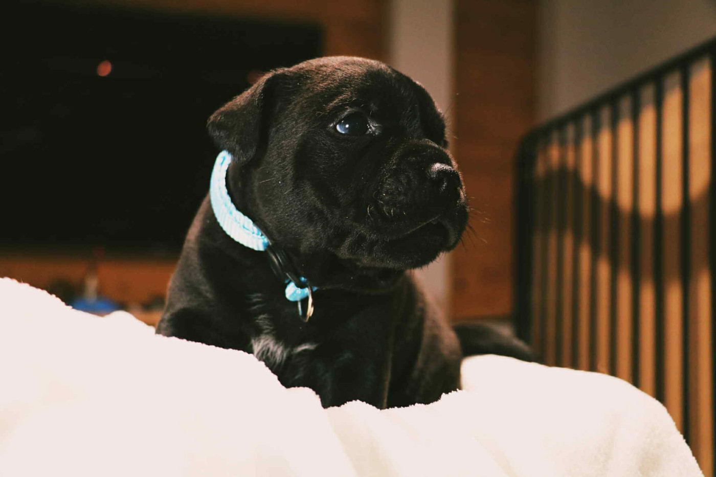 Staffimpact - Chiots disponibles - Staffordshire Bull Terrier