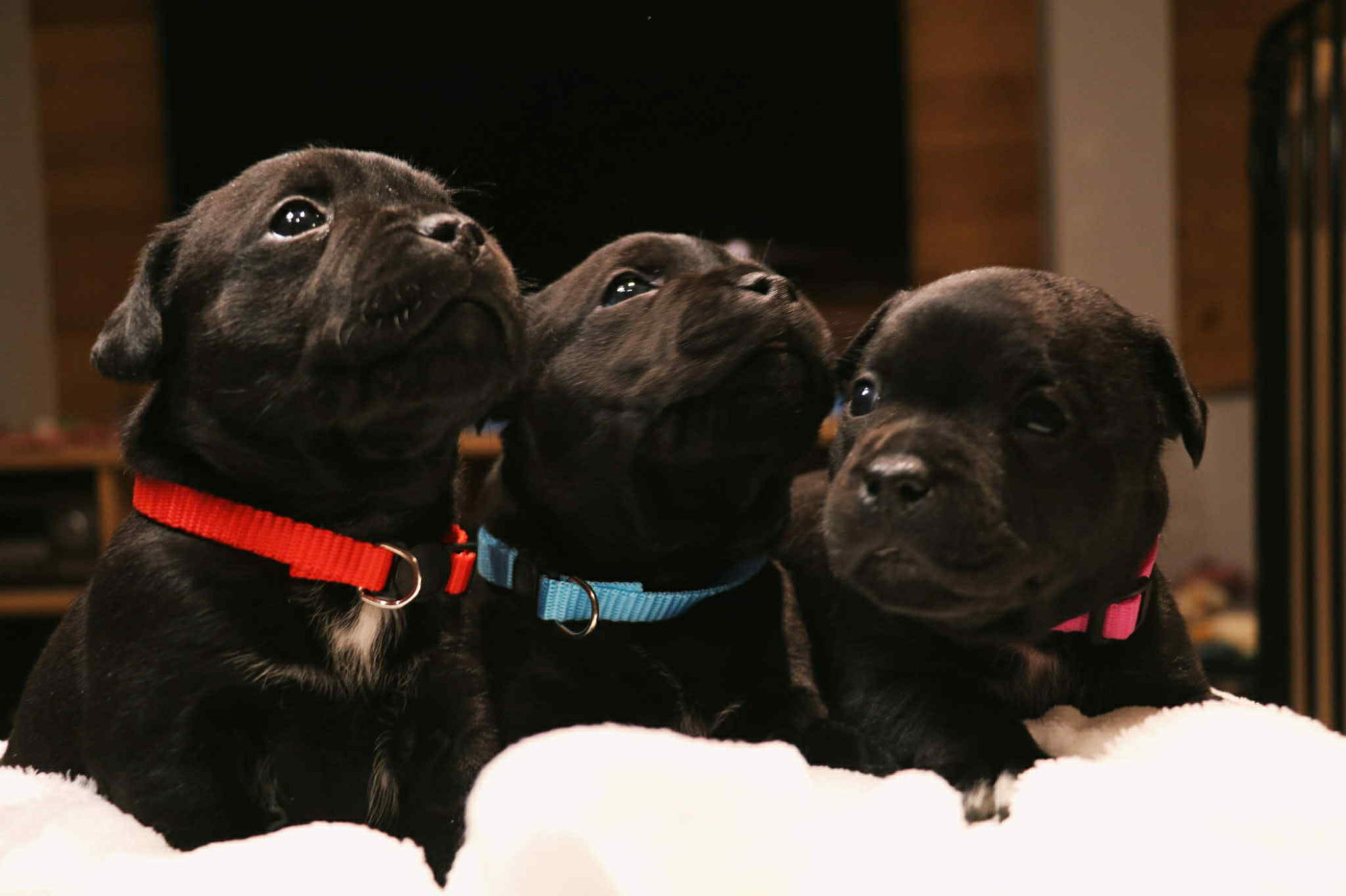 Chiot Staffordshire Bull Terrier Staffimpact