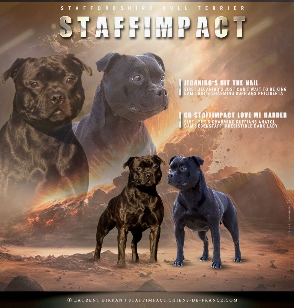 Chiot Staffordshire Bull Terrier Staffimpact
